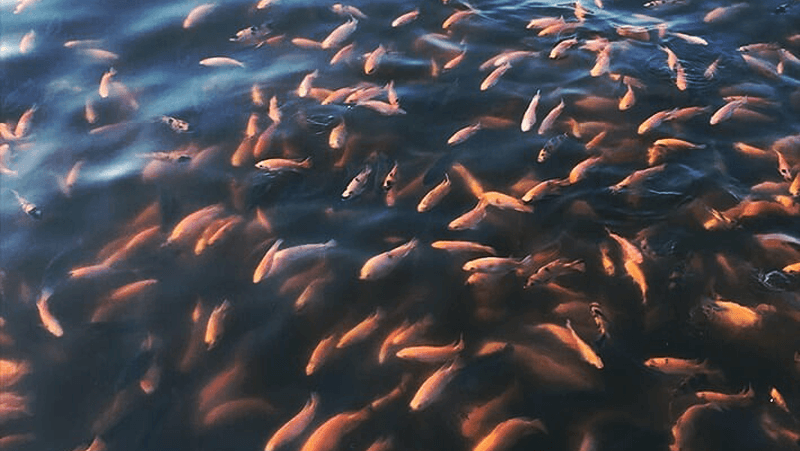 Cara Budidaya Ikan Nila