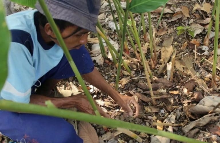   Cara Bisnis Kapulaga  Untung Ratusan Juta Sekali Panen  