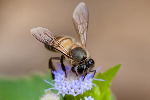 lebah madu 