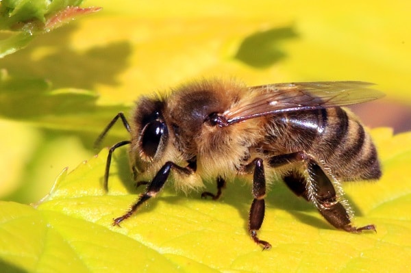 lebah apis melifera